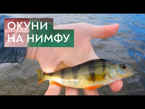 Видео: Окуни на нимфу на перекате. Нахлыст на Москва-реке #14.