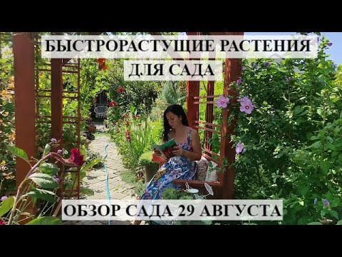 Видео: БЫСТРОРАСТУЩИЕ РАСТЕНИЯ для сада | ОБЗОР сада 29 августа | РЕДКИЕ РАСТЕНИЯ | цветущий летний сад