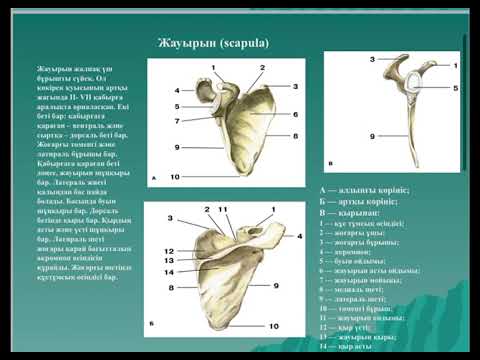 Видео: Қол аяқ сүйектері Салимова С