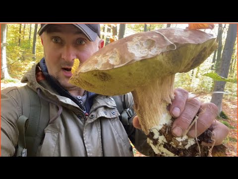 Видео: Що 😮 Опять !! Звідки Вони беруться Мороз а Тут такі Красавці…Білі гриби ростуть далі 