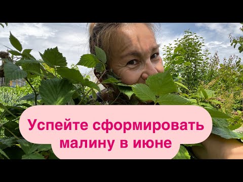 Видео: Как превратить простую малину в малиновое дерево👍🏼😍👍🏼