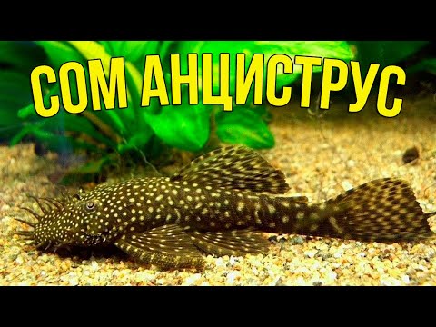 Видео: АНЦИСТРУС без Ошибок: Уход, Кормление и Развод в 5 минут!