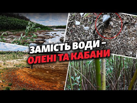 Видео: ❗️😳 Лишати ЛІС чи заливати ВОДУ? На дні КАХОВСЬКОГО ВОДОСХОВИЩА виросли ВЕРБИ заввишки до 7 МЕТРІВ