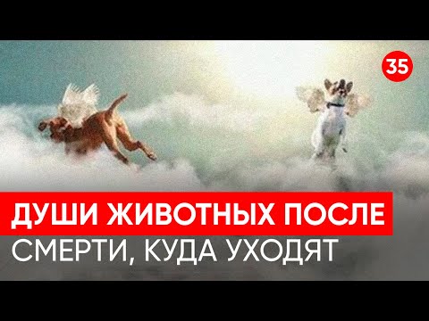 Видео: Куда уходят души животных после смерти. Исследование через регрессивный гипноз.