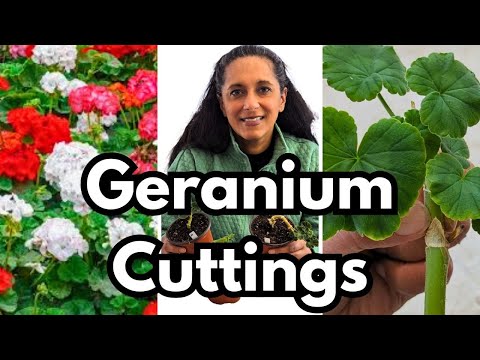 Видео: Как размножить герань черенками || Бюджетное садоводство