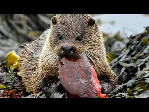 Видео: Дикая природа: Шетландские выдры