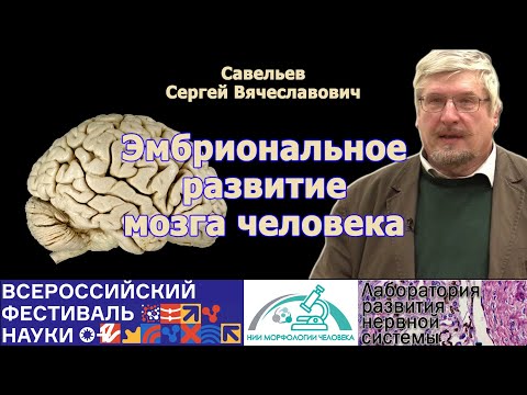 Видео: Эмбриональное развитие мозга человека