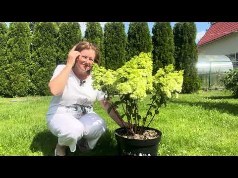 Видео: Какие сорта метельчатых гортензий зацветают первыми. 7 июля 2024 год.
