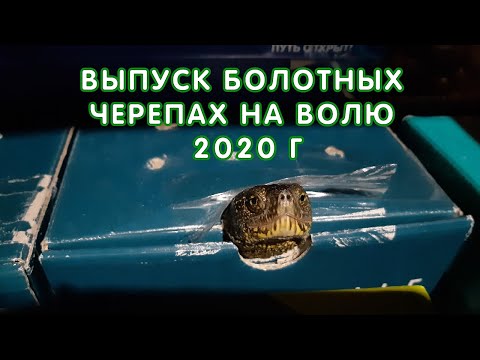 Видео: Выпуск на волю болотных черепах 2020 г