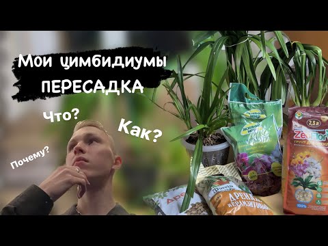 Видео: Пересадка моих цимбов (Cymbidium) 18.12.23
