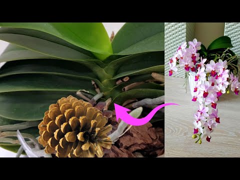 Видео: из-за ЭТОГО пересадила СТАРУЮ орхидею Льюис Берри в НОВЫЙ горшок. Все Льюисы моей коллекции! орхидея