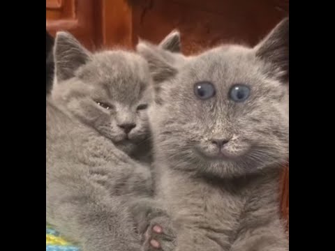 Видео: Агантриус делает вид что стримит