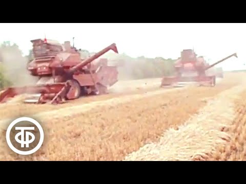 Видео: Рекорды ставит отряд. Об уборке урожая зерновых. Время. Эфир 7 августа 1978