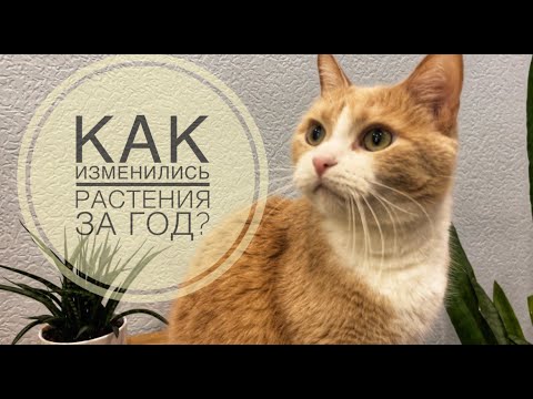 Видео: Обзор растений | Какие изменения произошли за год?