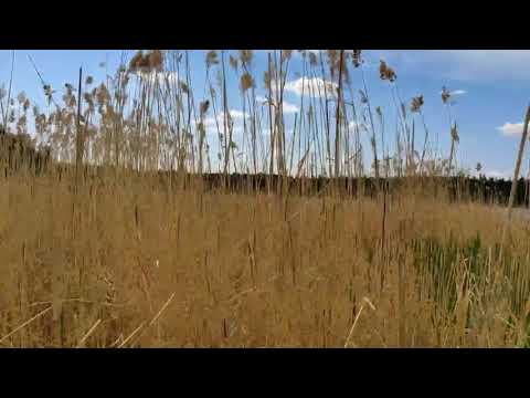 Видео: "Арай биирдэ..."