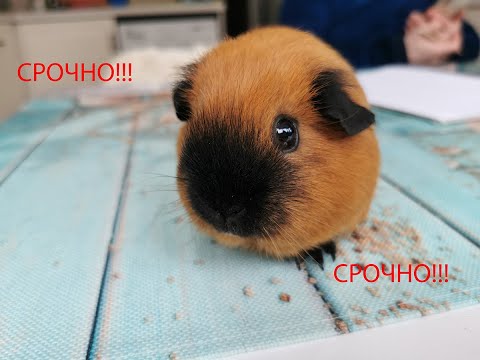 Видео: Срочно! Не теряемся.