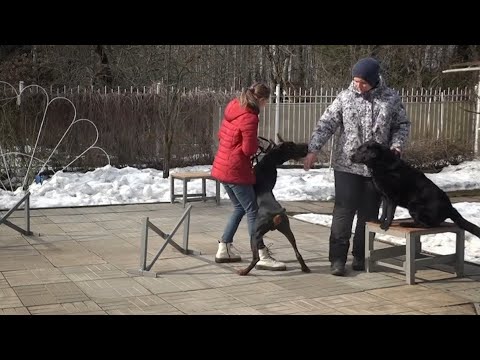 Видео: Догтренинг 599. Коррекция зооагрессии добермана. Урок с собакой-учителем.