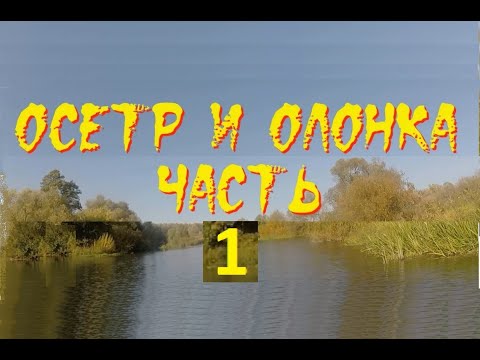 Видео: Осётр и Олонка. Часть 1