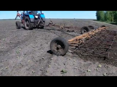 Видео: Повсходовое боронование подсолнечника