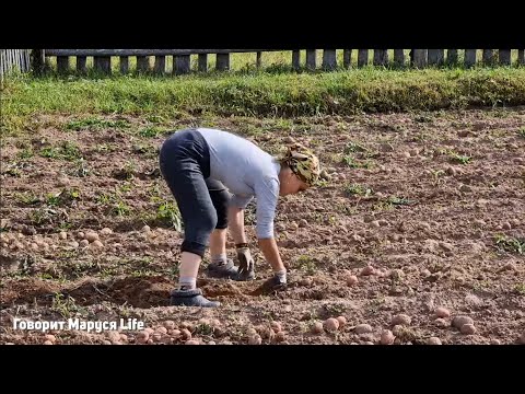 Видео: 24 ЧАСА В ДЕРЕВНЕ/ Прошел ураган, семейный сбор картошки, обзор огорода, рыбалка 8 сентября 2024