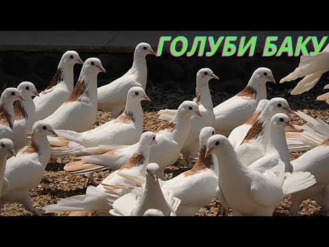 Видео: Бакинские Широкохвостые голуби Кулиева Ильхама в Баку!