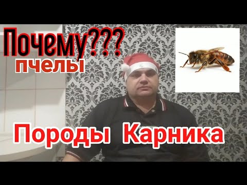 Видео: CARNICA. Почему я сделал выбор на пчелах породы Карника.