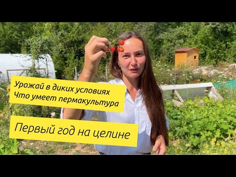 Видео: Пермакультурный огород на целине, результаты первого сезона. Большое видео.