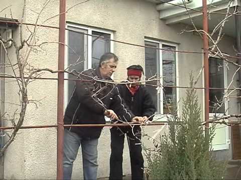 Видео: Обрезка актинидии Часть 2