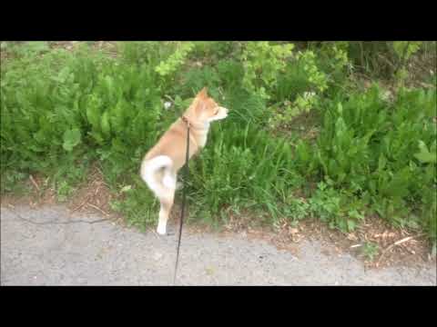 Видео: Воспитание щенка лайки 2-3 месяца !