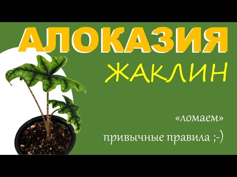 Видео: АЛОКАЗИЯ Жаклин: пересадка на автополив. Пробуем новый вид грунта