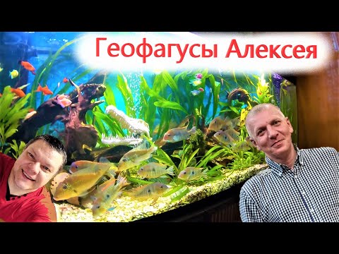 Видео: Геофагусы Алексея