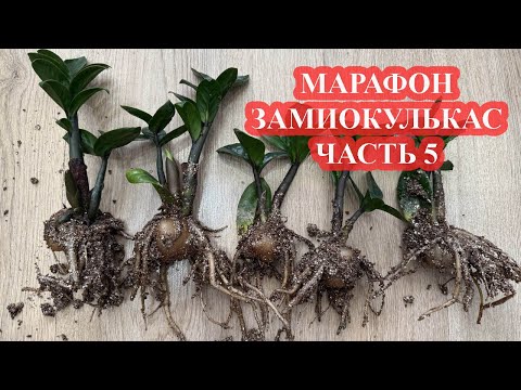 Видео: МАРАФОН ЗАМИОКУЛЬКАС проверка клубней через 3 недели, подкормки ЧАСТЬ 5