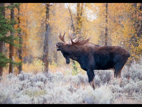 Видео: Охота на реву на Лося 2018г