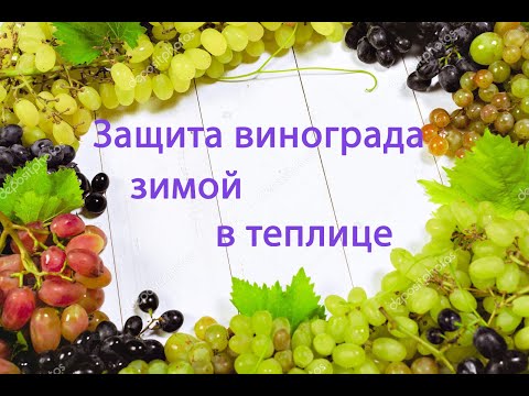Видео: Зимнее укрытие винограда в теплице