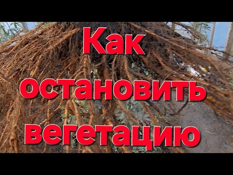 Видео:  ОТКРЫТАЯ КОРНЕВАЯ СИСТЕМА ИНЖИРА.