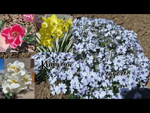 Видео: Прогулянка по саду. Яка ж красива весна