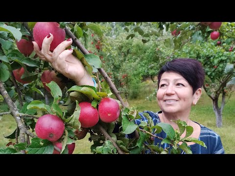 Видео: ЯБЛОЧНЫЙ ЗЕФИР для ПОХУДЕНИЯ за 5 минут