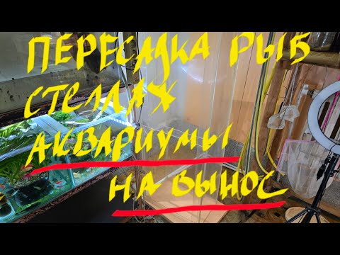 Видео: Один день из жизни аквариумиста, one day in the life of an aquarist