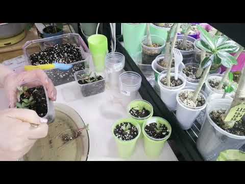 Видео: малышам 1месяц. Пересадка.