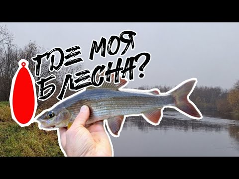Видео: Клюёт ли хищник в такой день? Осенняя река, где моя блесна...