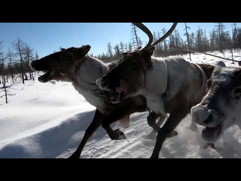 Видео: Гонки на оленьих упряжках на 10 км (мужчины),  07.04.2024, п.Саккырыр (Павел Константинов)