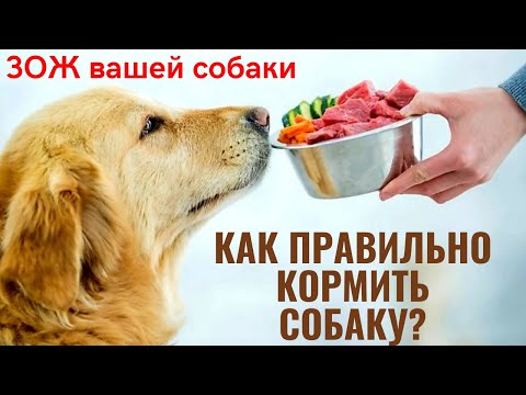 Видео: 🐾🐕📝 Как правильно кормить собаку? ЗОЖ вашей собаки