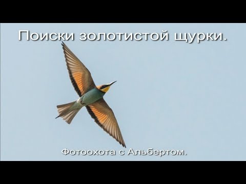Видео: Фотоохота с Альбертом. Поиск золотистой щурки.