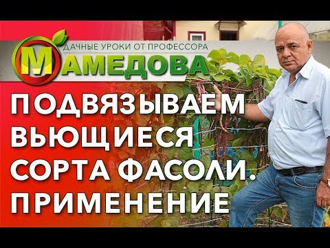 Видео: Подвязываем вьющиеся сорта фасоли. Применение.