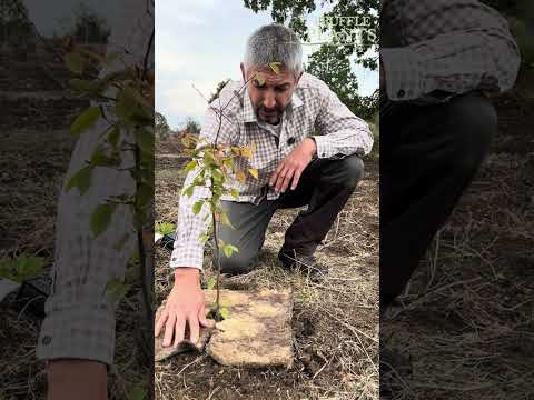 Видео: Етапи на развитие на микоризираните фиданки с трюфели!