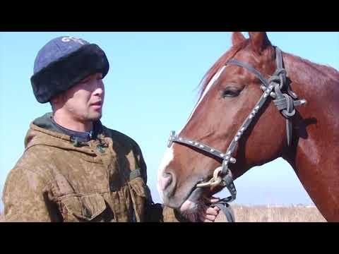 Видео: Аламан - саяпкерлердин таймашы / АРГЫМАК