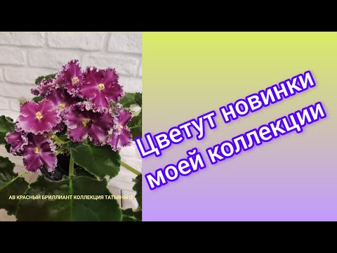 Видео: Фиалки./ Только новинки моей коллекции.