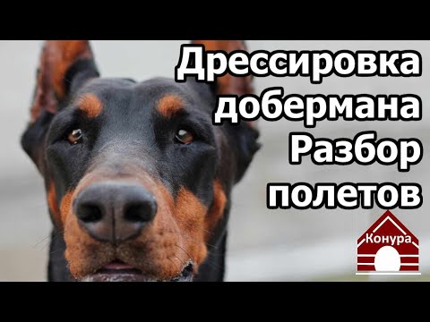 Видео: 251. Дрессировка добермана/ Рекомендации кинолога / Разбор полетов
