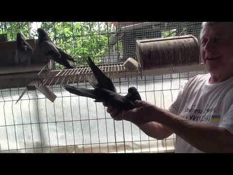 Видео: ГОЛУБИ  ВИКТОРА  ЙОС,  СТАРО  НИКОЛАЕВСКИЕ..БЕРЕЗНЕГОВАТОВСКИЕ!!!  30. 05.2023 г.