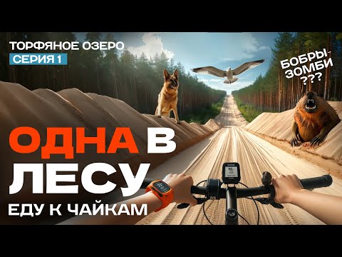 Видео: Уехала одна на велосипеде в лес на торфяное озеро к чайкам. Попала в апокалипсис.